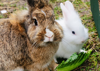 Kaninchen, Pelz, niedlich, Bunny, Tier, Haustier, pelzigen