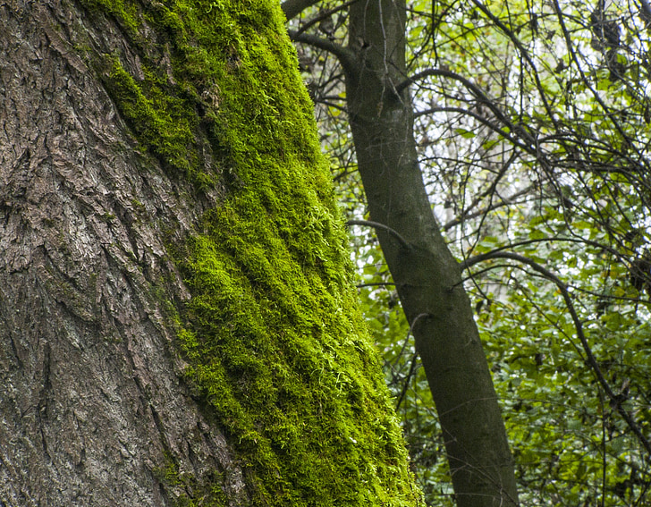 Moss, Logi, metsa, mohapárna