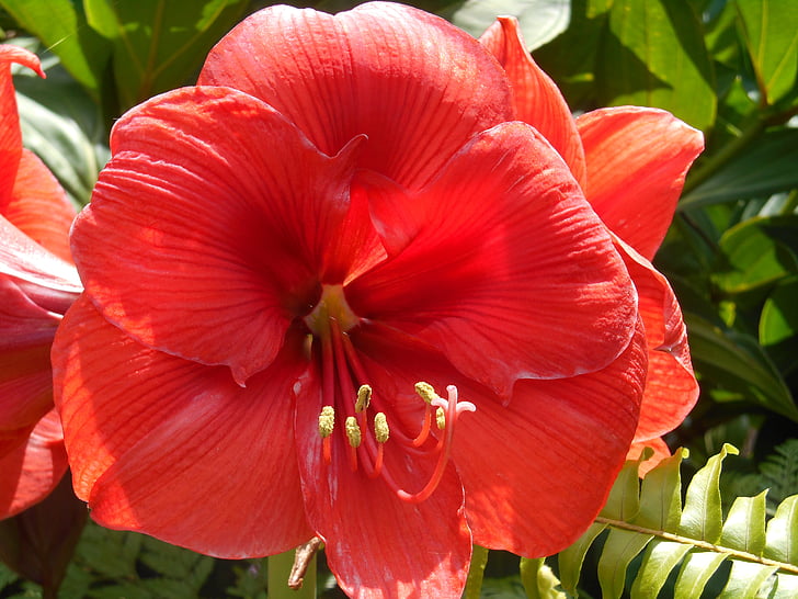 bloemen, exotische tuin, Réunion Eiland, Tuin, exotische, eiland, vergadering