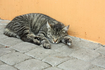 Tomcat, kočka, kotě, zvíře, okouzlující, kožešina, domácí zvíře