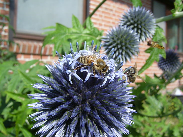 bee, honey bee, hoverfly, thistle, blossom, bloom, insect