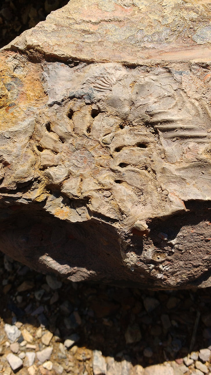 fossila, sten, jorden
