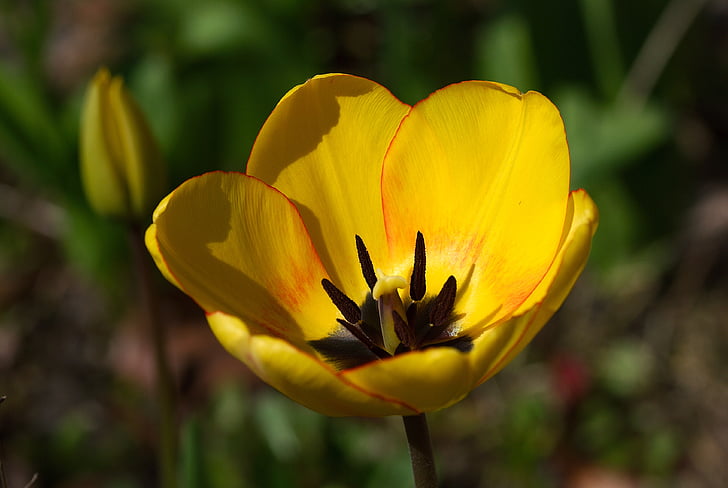 Tulip, Blossom, blomst, kronblad, våren, gul, Lukk