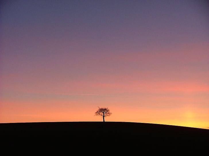 arbre, coucher de soleil, seul, solitaire, silhouette, rouge, stonnal