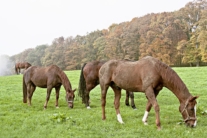 hevoset, laidun, ruskea, oriit, maisema, hevonen, eläinten