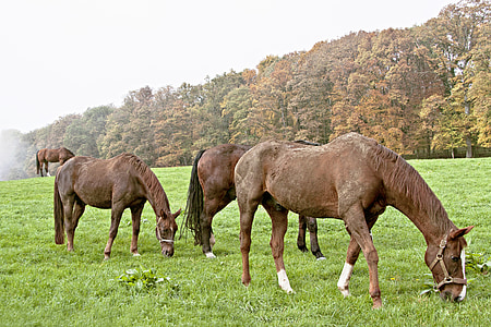 cavalos, pasto, marrom, garanhões, paisagem, cavalo, animal
