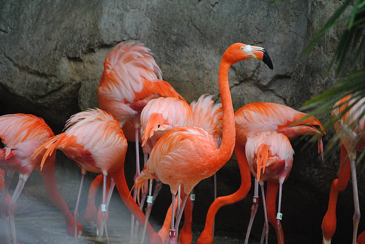 Flamingo, Rosa, fågel, djur, naturen, vilda djur, exotiska