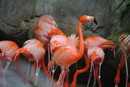 flamingas, rožinė, paukštis, gyvūnų, Gamta, Laukiniai gyvūnai, Egzotiški