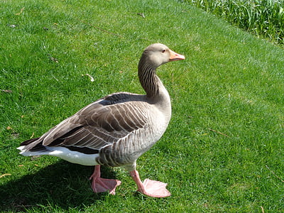 duck, federtier, water bird, wildlife photography, duck bird, duck on meadow, grass