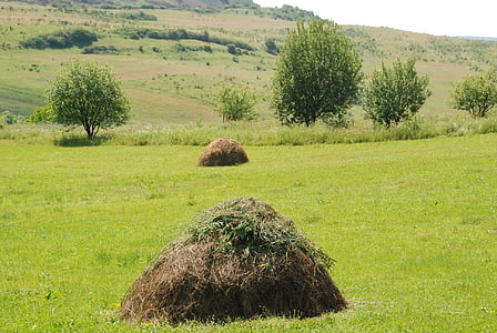 Hay, herbe, Roumanie, domaine, été, fleur, nature