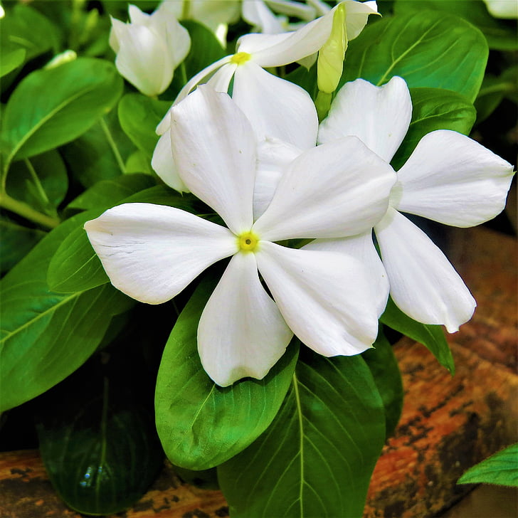 Bílý květ, Bloom, makro, zelená