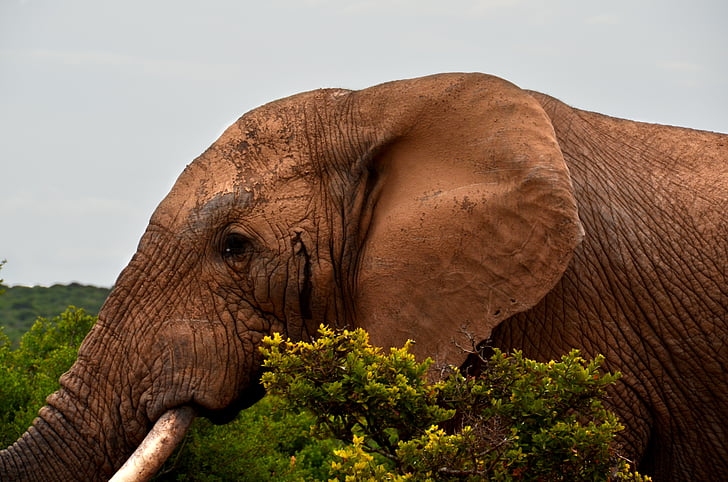 elephant, africa, safari, african bush elephant, mating season, rut, big five