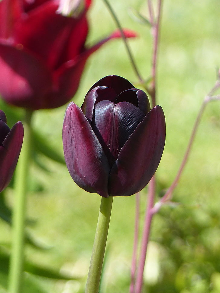 tulipány, zahrada, barvy, jaro