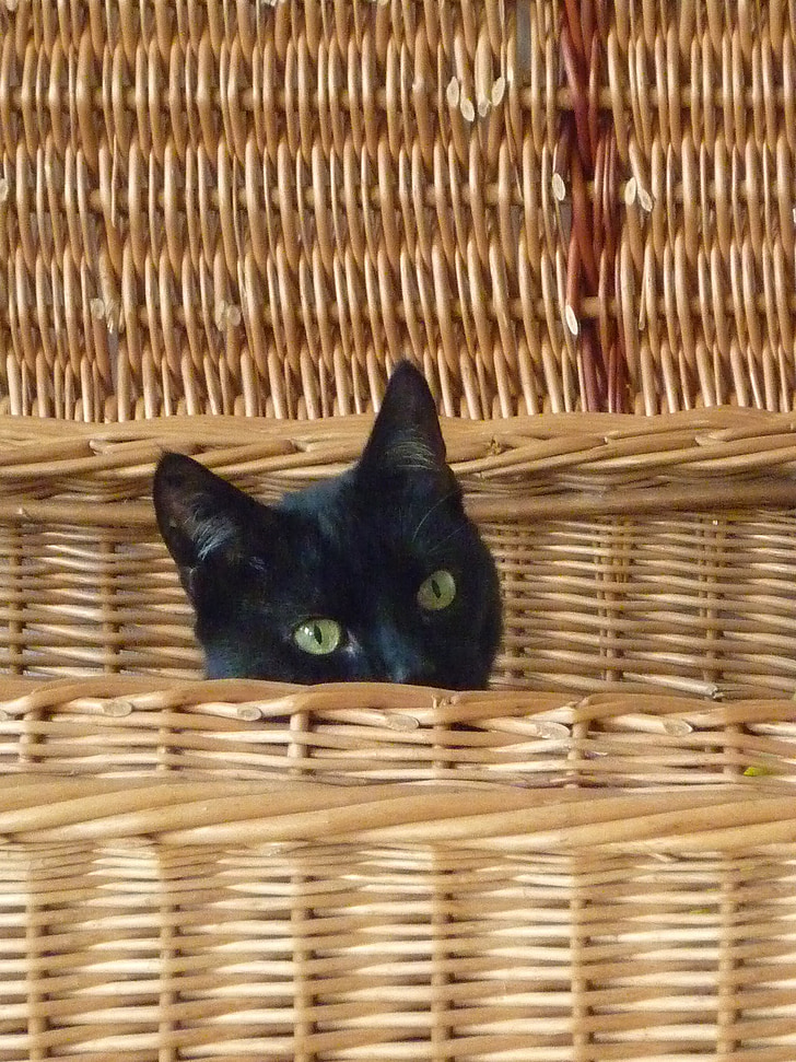 cat, basket, black, curious, attention, hidden
