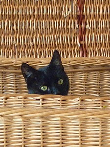 cat, basket, black, curious, attention, hidden