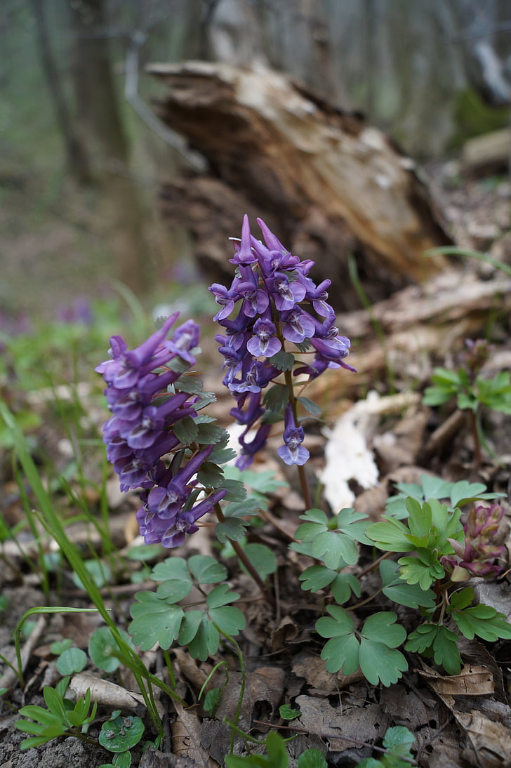hollow corydalis, forest, spring, flower, nature, forest flower, purple