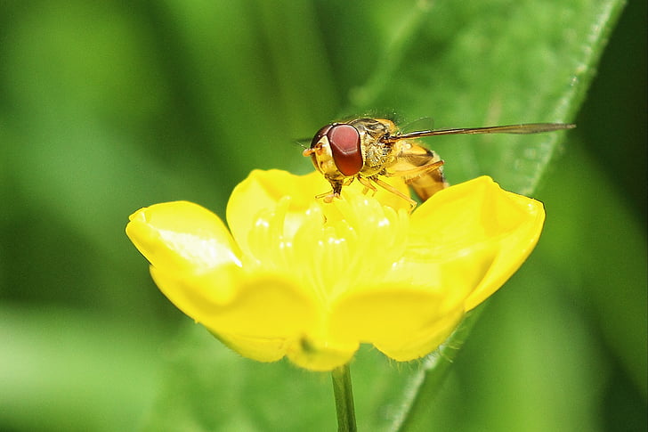 Hoverfly, botão de ouro, macro, registro público, amarelo, flor, flor