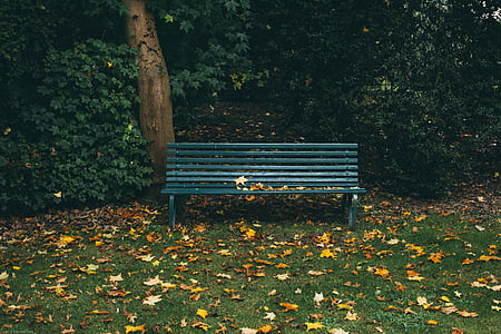 autumn, bench, bushes, dry leaves, empty, green, leaves