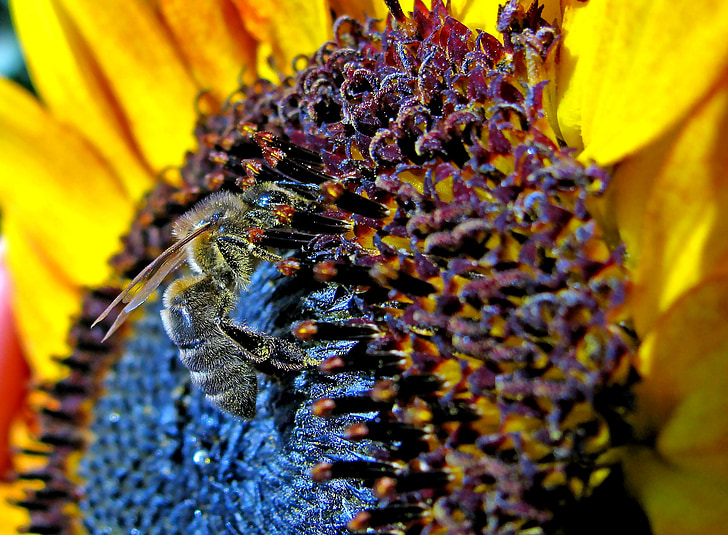 lebah, bunga matahari, musim panas, tanaman, closeup, hidup alam, kebun sayur