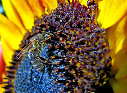 bee, sunflower, summer, plant, closeup, living nature, vegetable garden