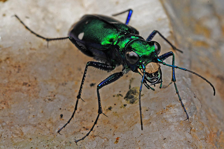 tiger beetle, insect, macro, biology, animal, green, nature