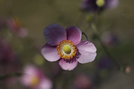 flor, floración, naturaleza, individual, violeta, púrpura, macro