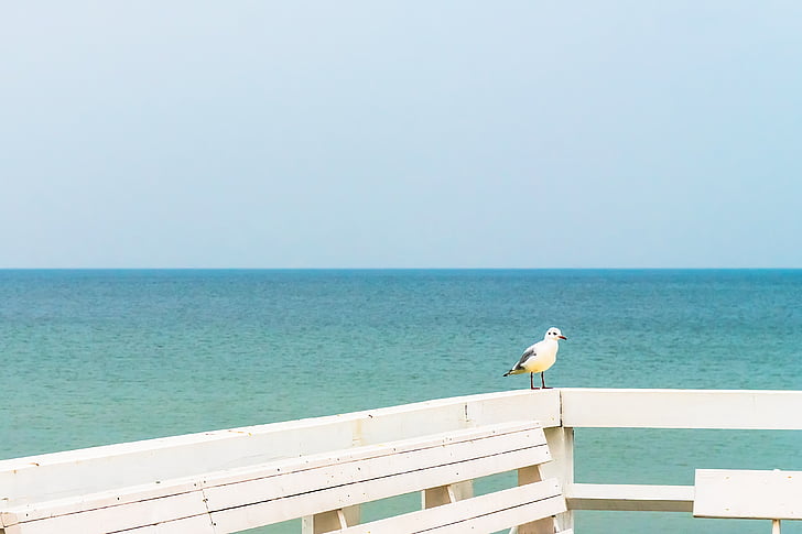seagull, sea, sky, blue, gull, water, bird