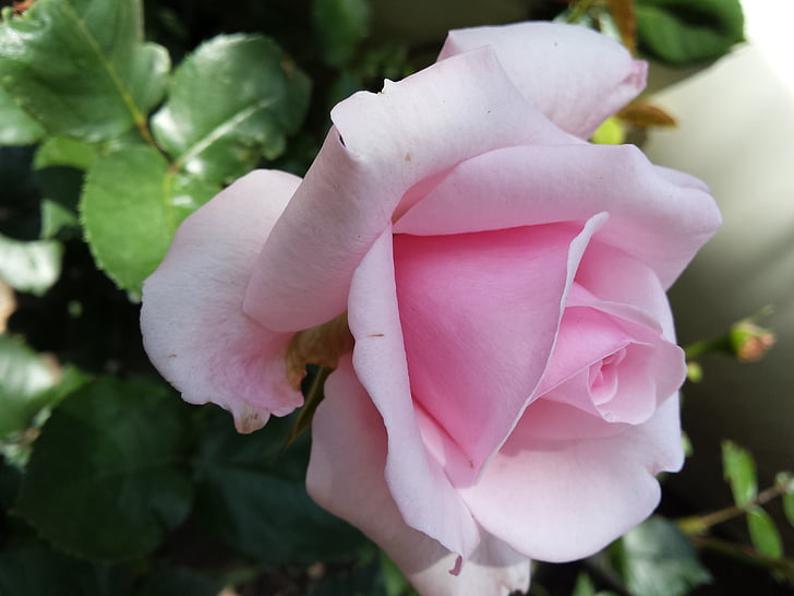 Роза, Природа, цветок, розовый, Флора