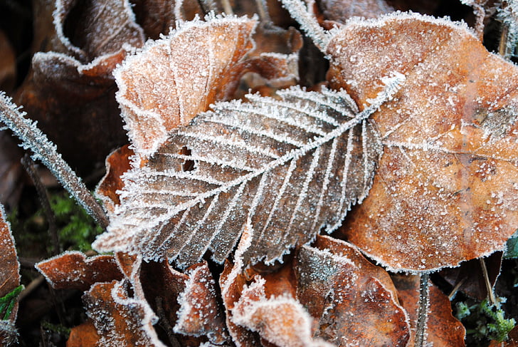 leaves, winter, frost, nature, leaf, december, autumn