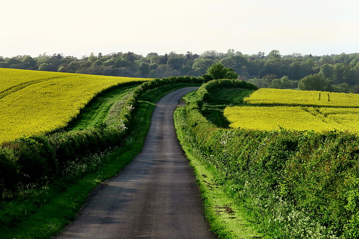 photo, vert, Hedges, près de :, route, à côté de, domaine