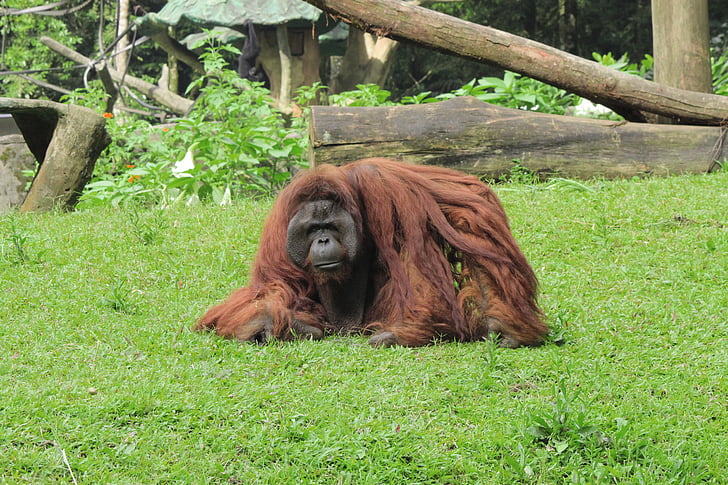 orang-oetan, aap, dier, Safari, dierentuin, dieren in het wild, Wild