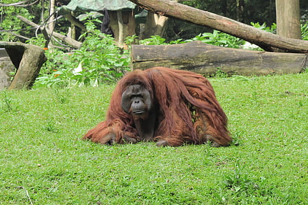 orangotango, macaco, animal, safári, jardim zoológico, vida selvagem, selvagem