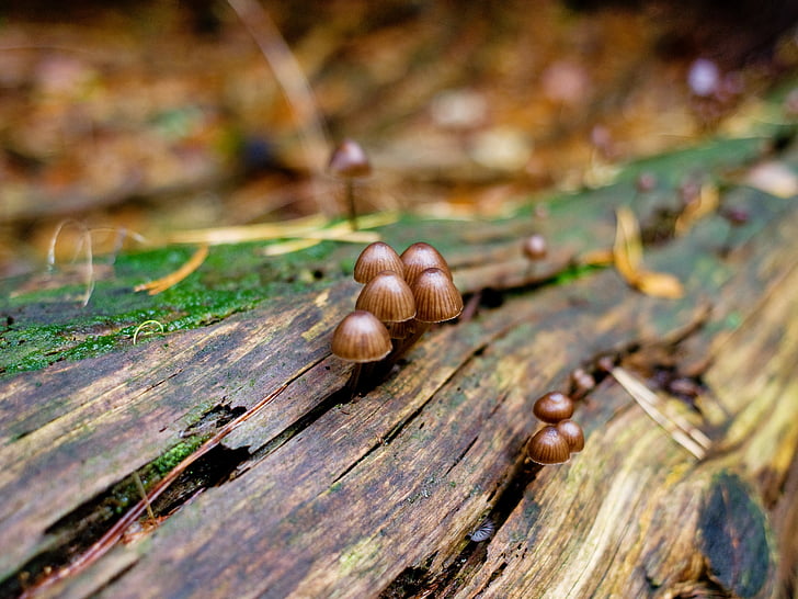 mushrooms, forest, log, autumn, germany, lower saxony, nature