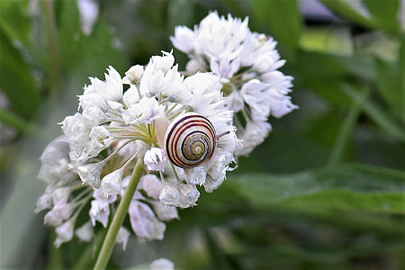 蜗牛, 壳, 开花, 绽放, 自然, 蜗牛的壳, 关闭