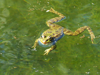 개구리, 뗏목, 물, 플 로트, batrachian, 수 륙 양용, 녹색 개구리