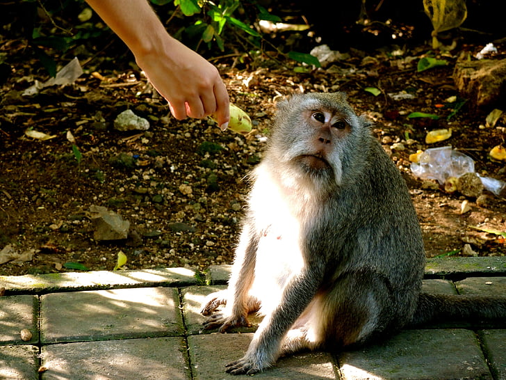 animal, macaco, macaco, olhando, banana, mão, alimentação