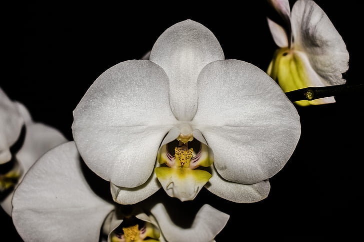 orquídia, flor, flor, pètal, brillant, elegants, exòtiques