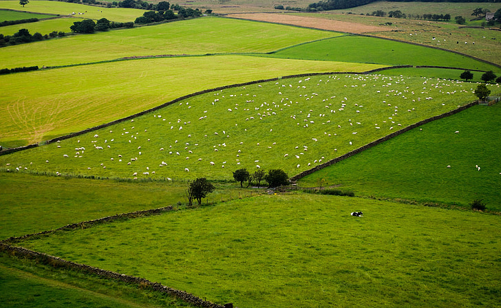 sever, Yorkshire, Anglie, Karel, ovce, krajina, Příroda