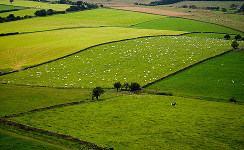 Noord, Yorkshire, Engeland, Charles, schapen, landschap, natuur