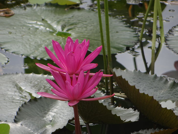 Lotus, fleur, étang, nature, environnement, feuille, eau