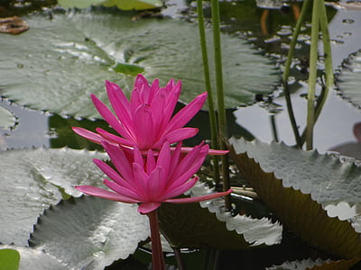 Lotus, çiçek, gölet, doğa, çevre, yaprak, su