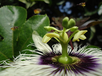 natual, cvet, čebela, narave, insektov, opraševanje, makro