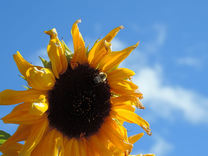 sun, blue, sky, cloud, bee, summer sunflower, yellow