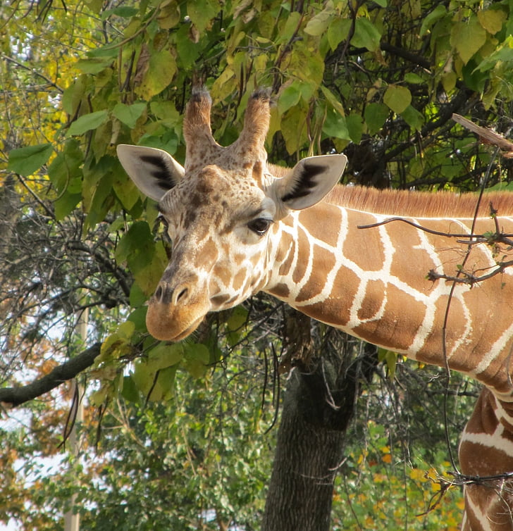 giraffe, head, zoo, neck, wildlife, tall, horns