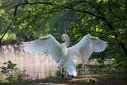 swan, males, water bird, nature, wing, white, bird