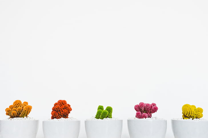 assorted, color, plants, white, ceramic, plant, pot