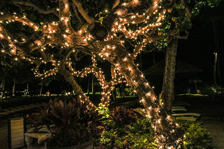 đèn chiếu sáng, cây, đèn Giáng sinh, Thiên nhiên, màu xanh lá cây, mùa giải, kỳ nghỉ