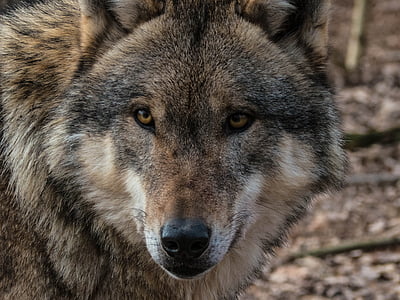 sói, hoang dã, ăn thịt, công viên động vật hoang dã, gói động vật, động vật ăn thịt, động vật hoang dã