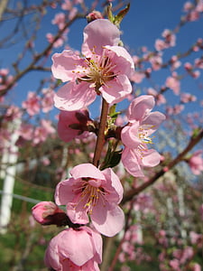 musim semi, bunga, pohon, cabang, Blossom, merah muda, cabang-cabang pohon