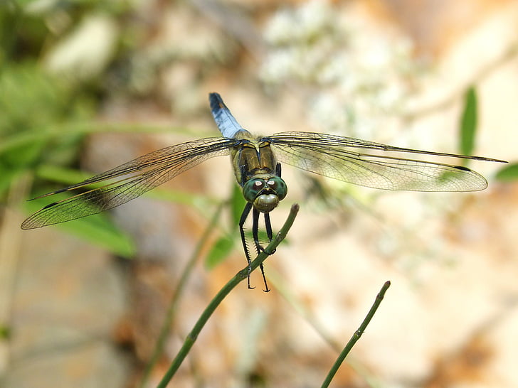 Dragonfly, gren, vådområde, blå dragonfly, Orthetrum cancellatum